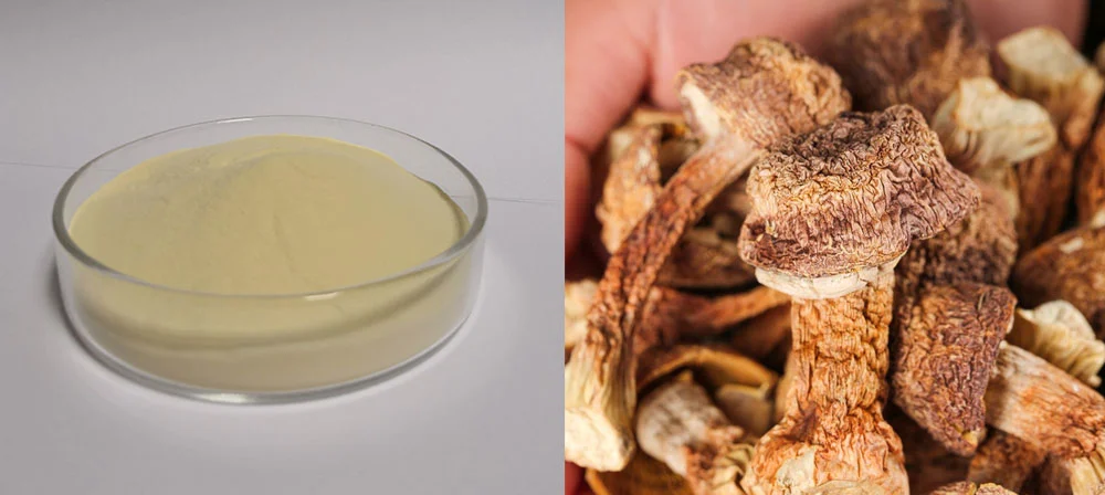Agaricus Blazei Extract Agaricus Blazei Extract