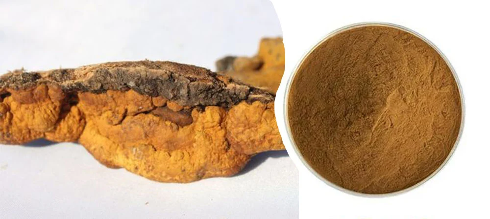 Phellinus Linteus Mushroom Extract
