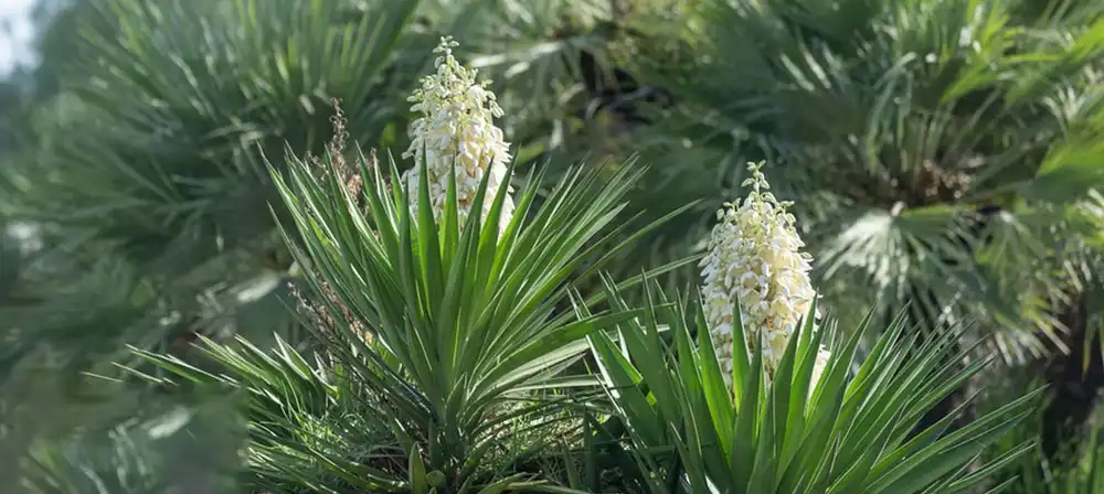 yucca extract powder