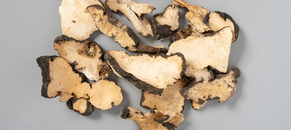 Polyporus Umbellatus Mushroom Powder