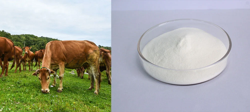 collagen peptides
