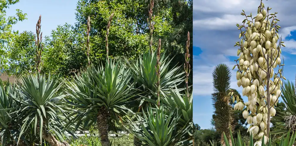 yucca extract powder
