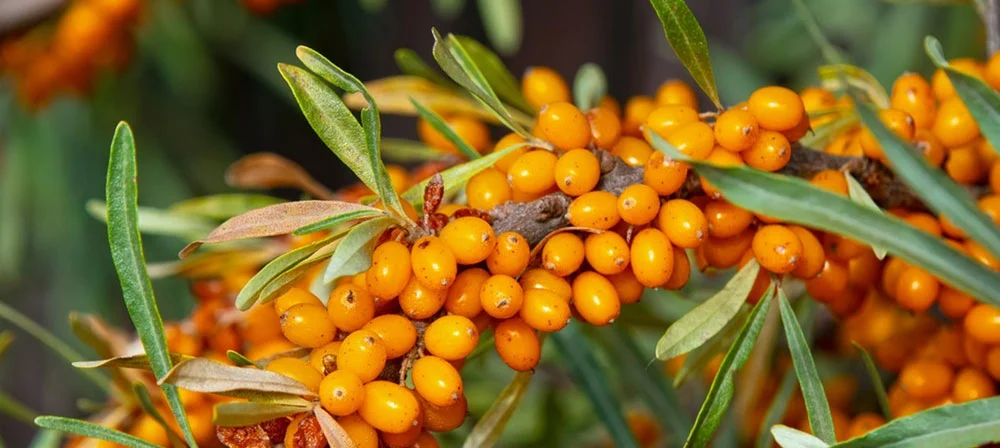  sea buckthorn powder