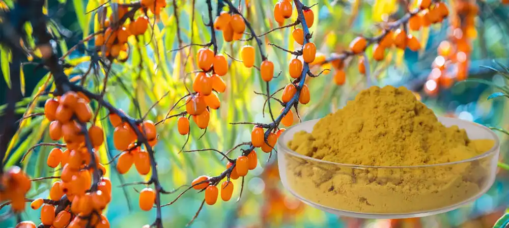 sea buckthorn powder sea buckthorn powder