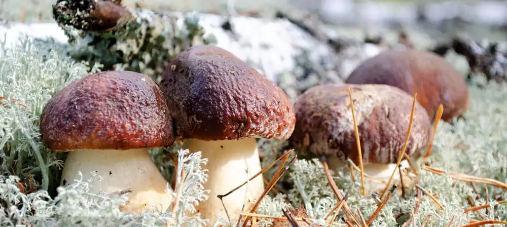 button mushroom powder button mushroom powder