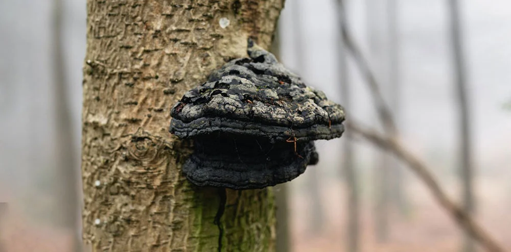 Polyporus Umbellatus Mushroom Powder Polyporus Umbellatus Mushroom Powder