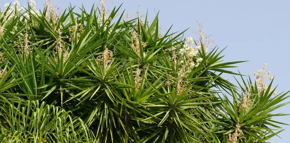 yucca extract powder yucca extract powder