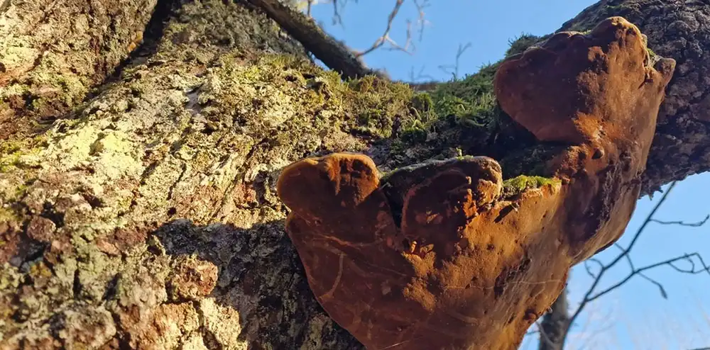 Phellinus Linteus Mushroom Extract Phellinus Linteus Mushroom Extract