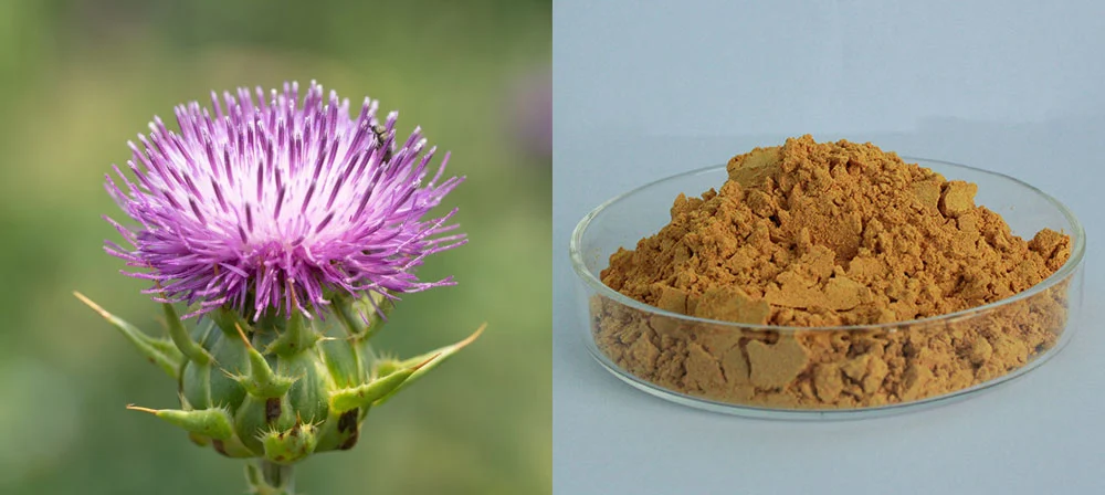 milk thistle extract powder