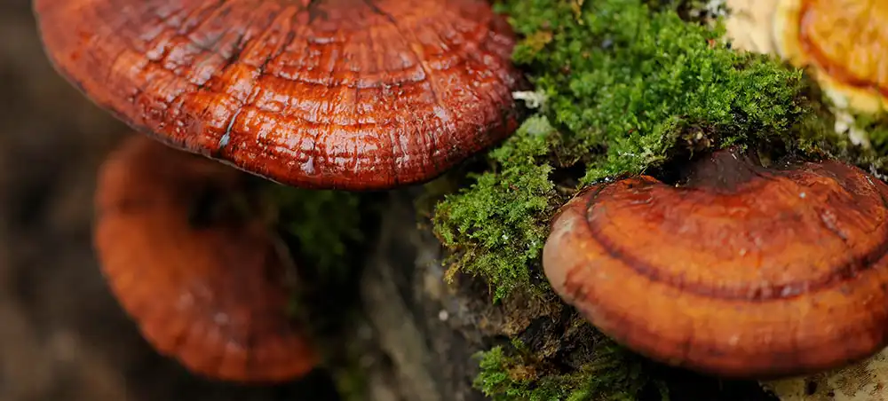 Ganoderma Ganoderma