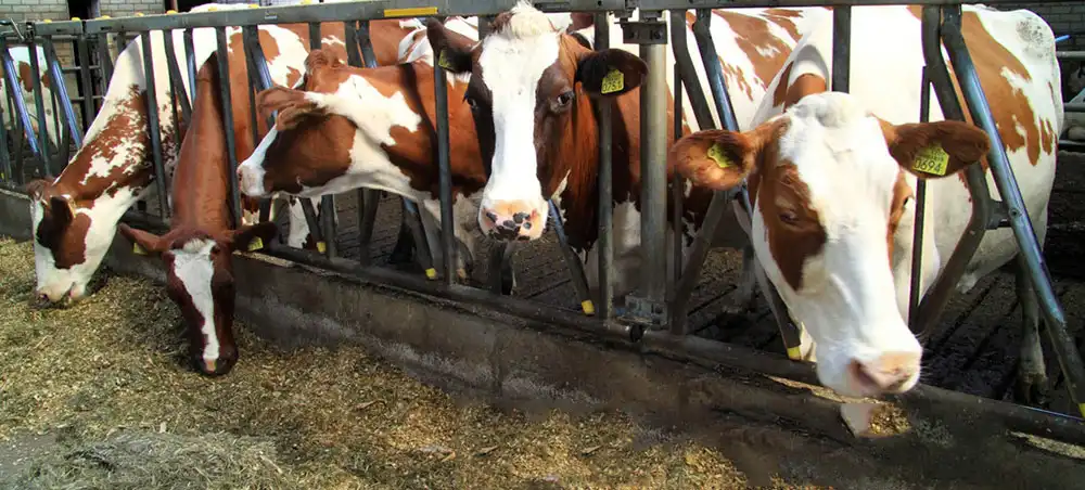 Animal Nutrition
