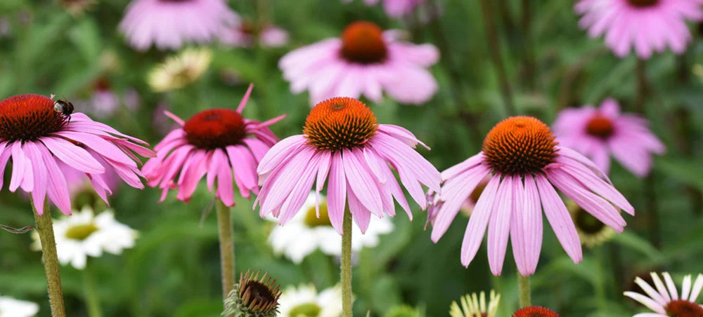 Echinacea Extract