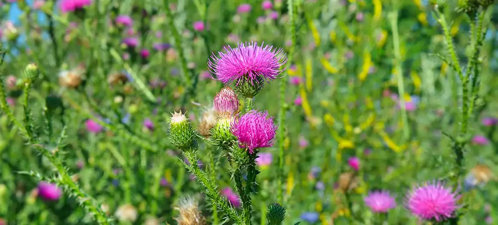 Milk Thistle Extract Milk Thistle Extract