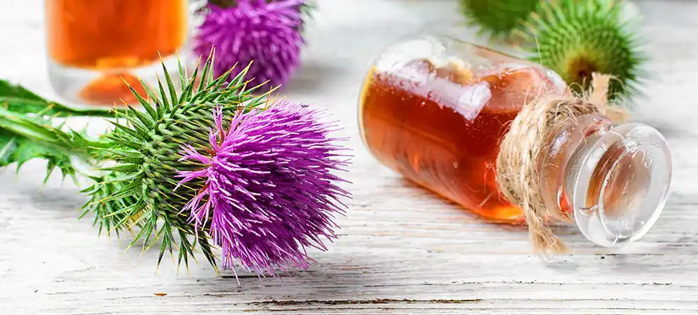 Milk Thistle Extract Milk Thistle Extract