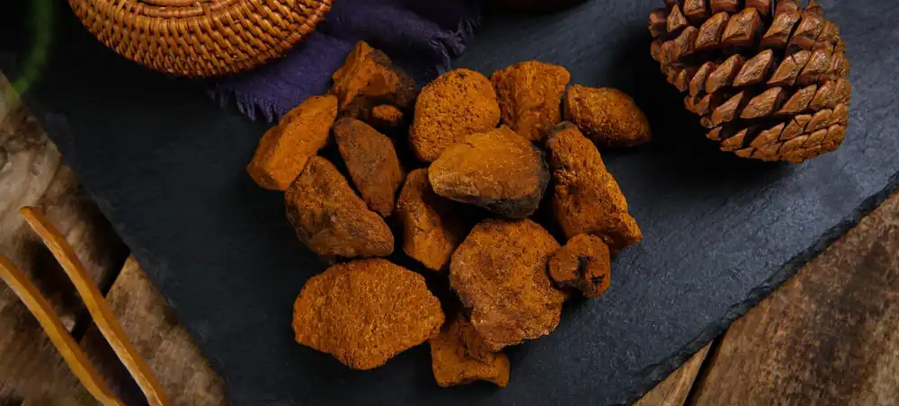 Chaga Mushroom 