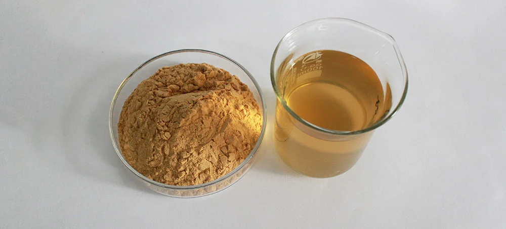 Lion's Mane Mushroom Extract
