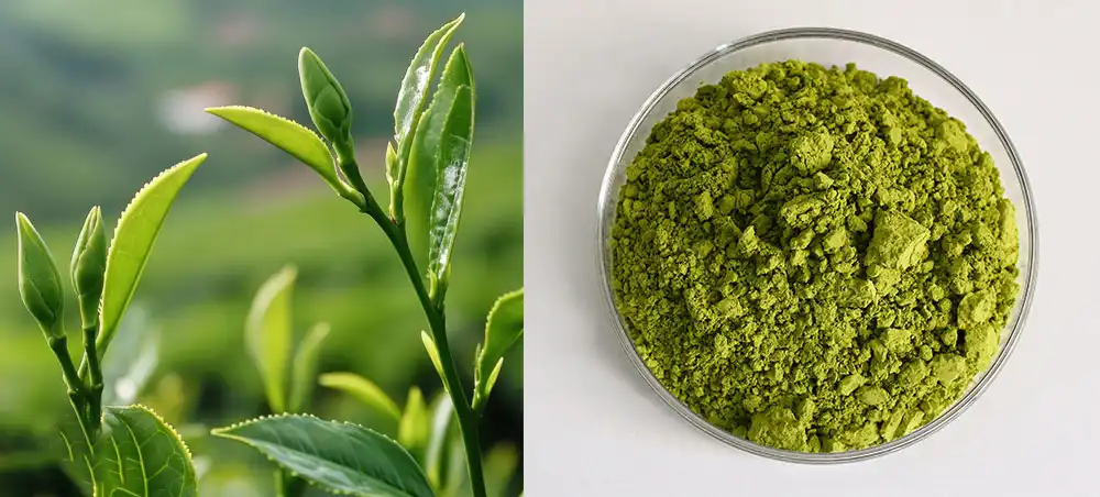 Matcha Tea Powder