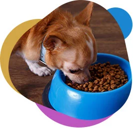 Animal Nutrition
