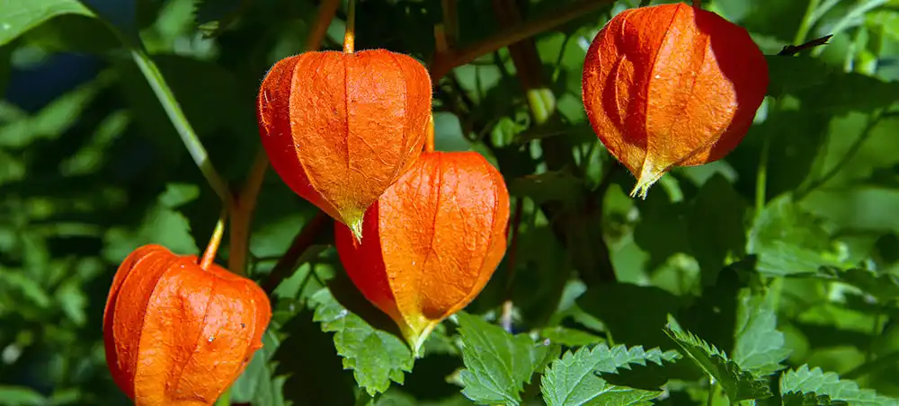 Organic Ashwagandha Extract