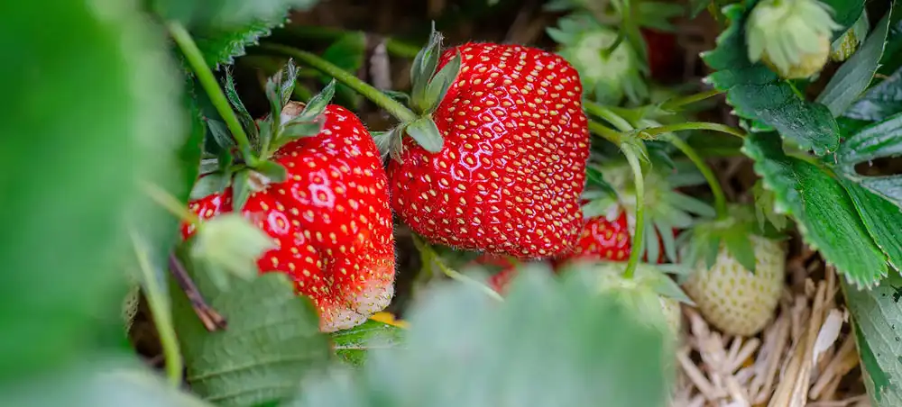  Strawberry Powder