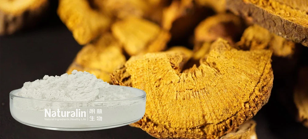 Giant Knotweed Extract