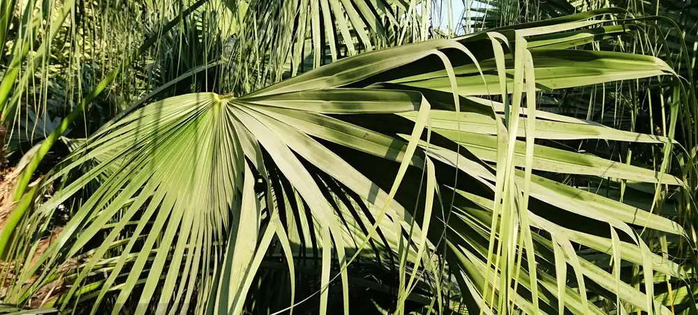Saw Palmetto Extract Saw Palmetto Extract
