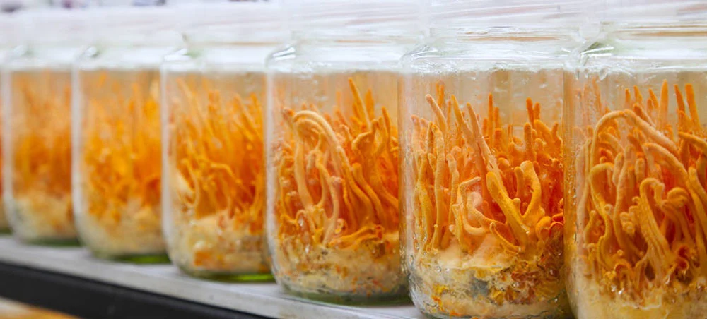 Cordyceps Mushroom Extract 