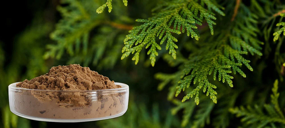 Cacumen Platycladi Extract