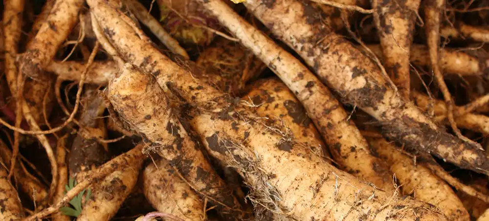 Giant Knotweed Extract