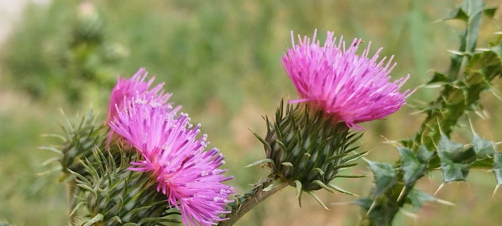 Milk Thistle Extract Milk Thistle Extract