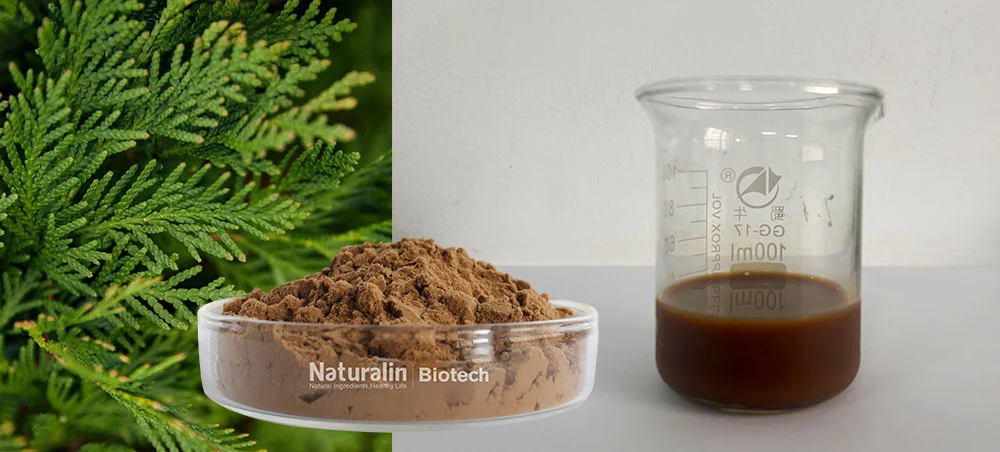 Cacumen platycladi Extract