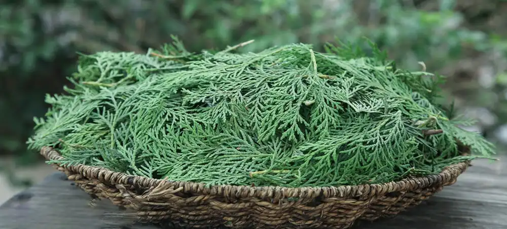 Cacumen platycladi Extract 
