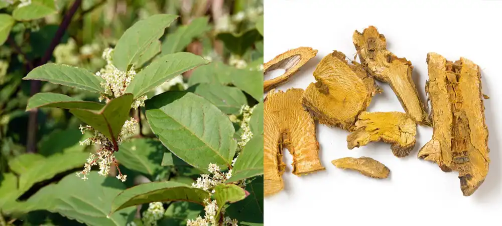 Giant Knotweed Extract Giant Knotweed Extract