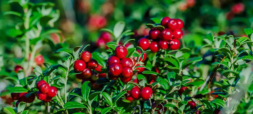 Organic Cranberry Extract Organic Cranberry Extract