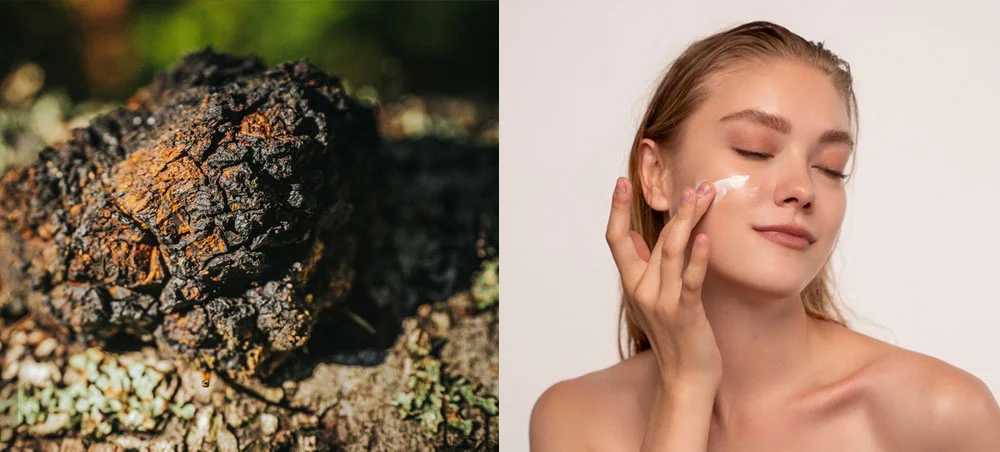 Organic Chaga Mushroom Extract Organic Chaga Mushroom Extract