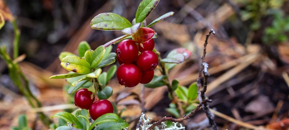 Organic Cranberry Extract Organic Cranberry Extract