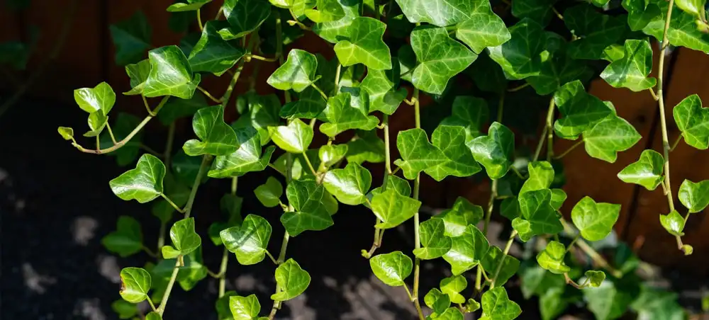Ivy Leaf Extract Ivy Leaf Extract