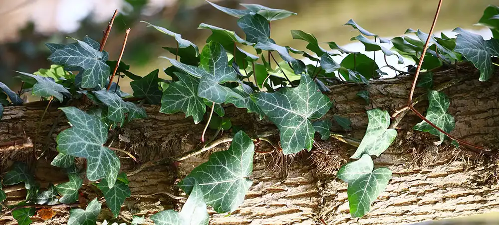 Ivy Leaf Extract Ivy Leaf Extract