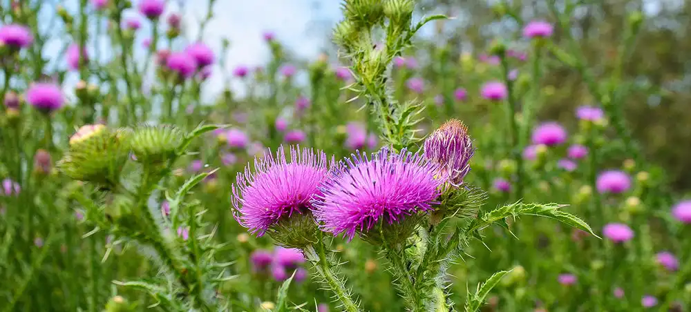 Milk Thistle Extract 