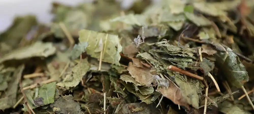 Epimedium Extract Epimedium Extract