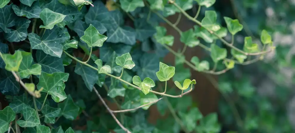 Ivy Leaf Extract Ivy Leaf Extract