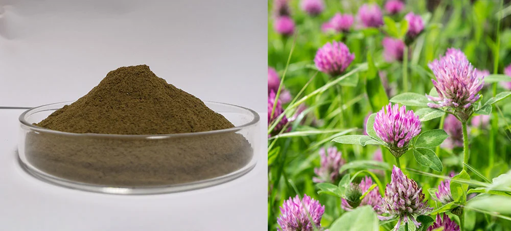 Red Clover Extract Red Clover Extract