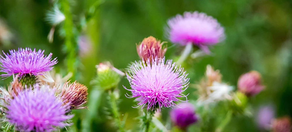 Milk Thistle Extract