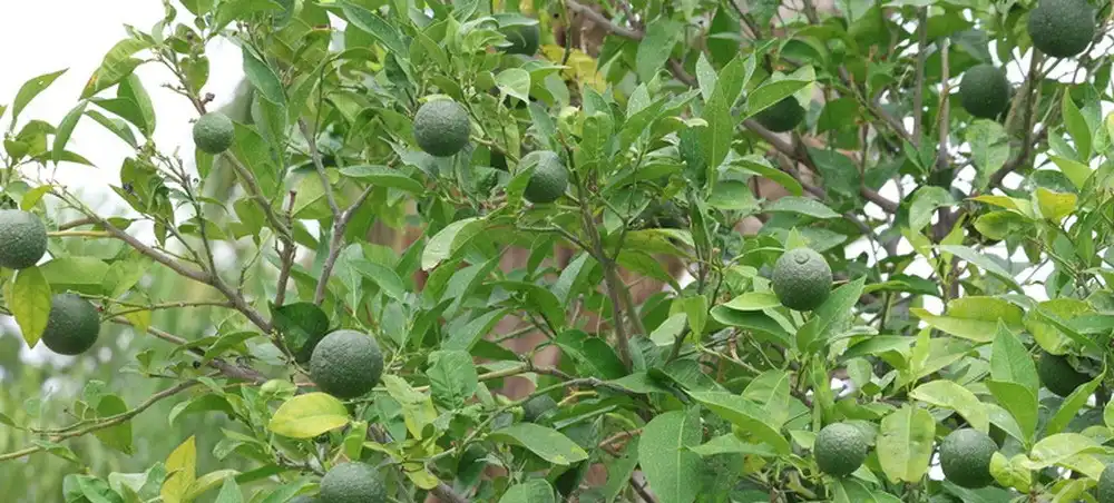  Immature Bitter Orange Extract