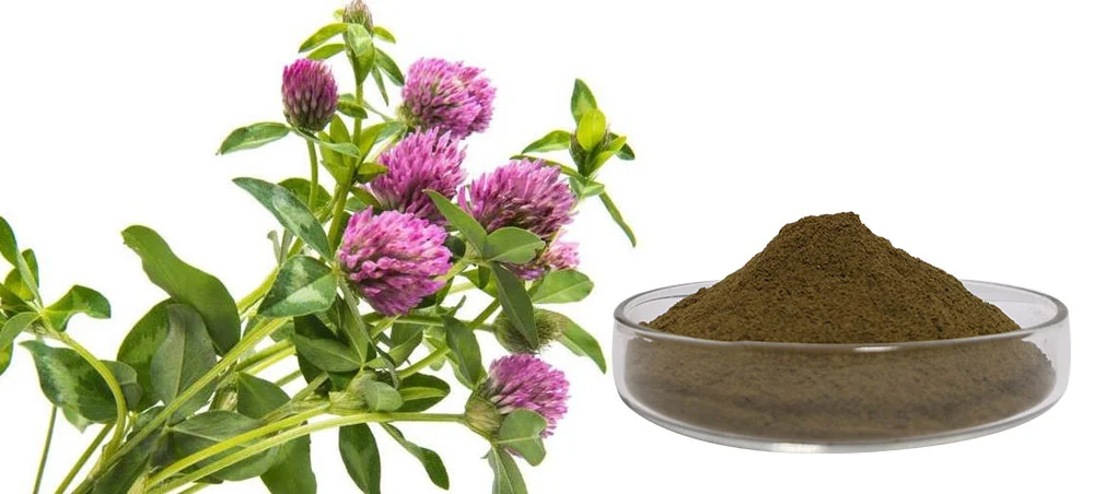 Red Clover Extract