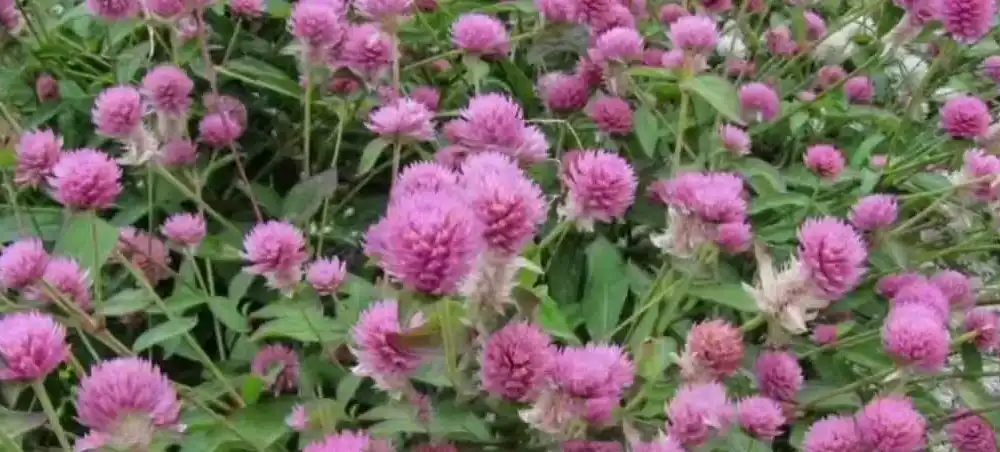 Red Clover Extract Red Clover Extract