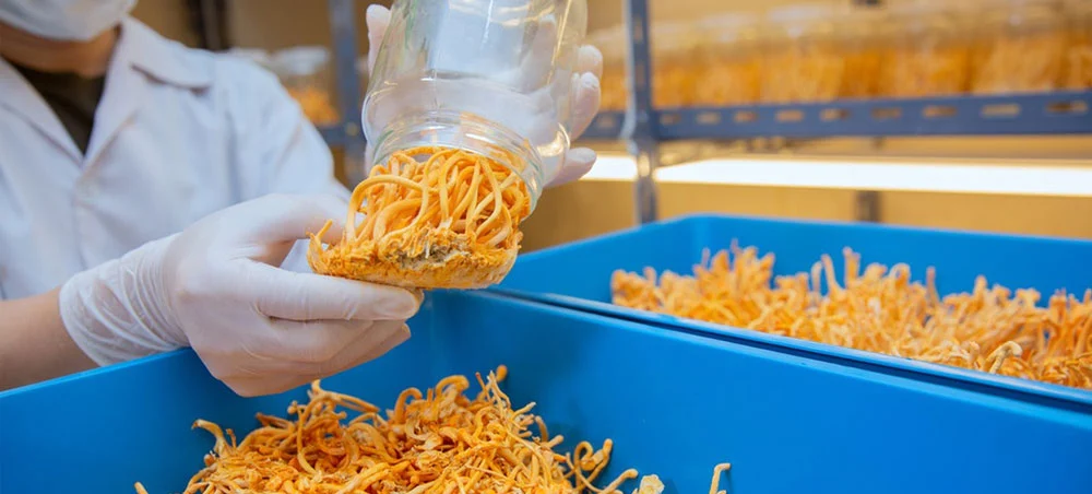 Cordyceps mushroom extract Cordyceps mushroom extract