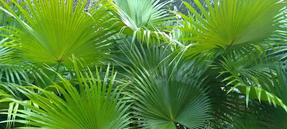 Saw Palmetto Extract Powder