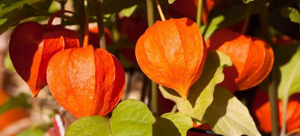 Organic Ashwagandha Extract