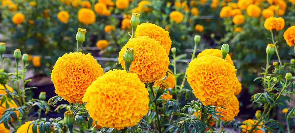 Marigold Extract Powder Marigold Extract Powder